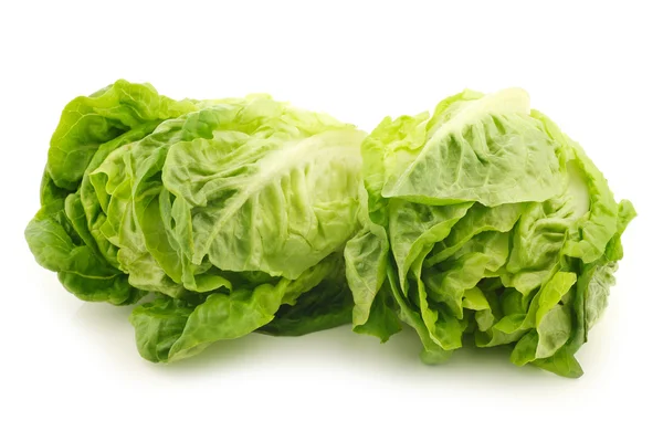 Freshly harvested green "little gem" lettuce — Stock Photo, Image