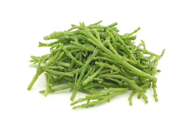 Verse Samphire — Stockfoto