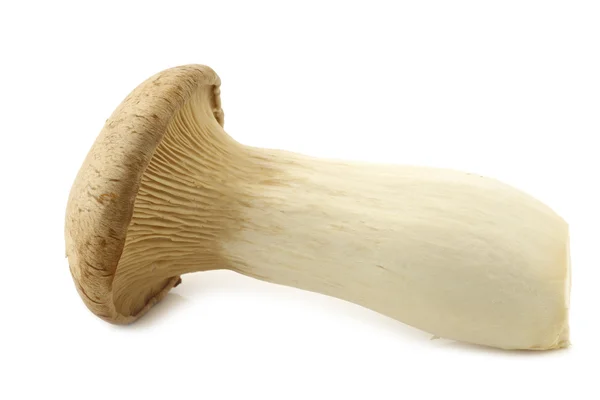 King oyster mushroom (Pleurotus Eringii) — Stock Photo, Image