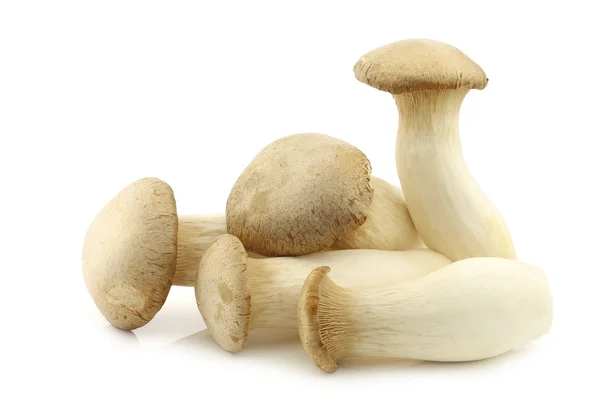 Fungo ostrica reale (Pleurotus Eringii ) — Foto Stock