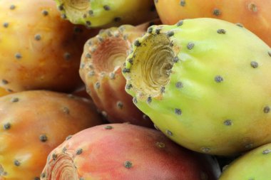 taze renkli kaktüs meyve