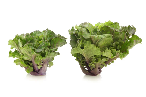 Freshly harvested kale sprouts — Stock Photo, Image