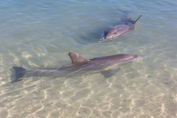 Delfiny w pobliżu plaży Obraz Stockowy