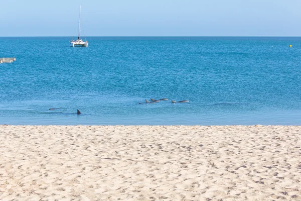 Дельфины у пляжа — стоковое фото