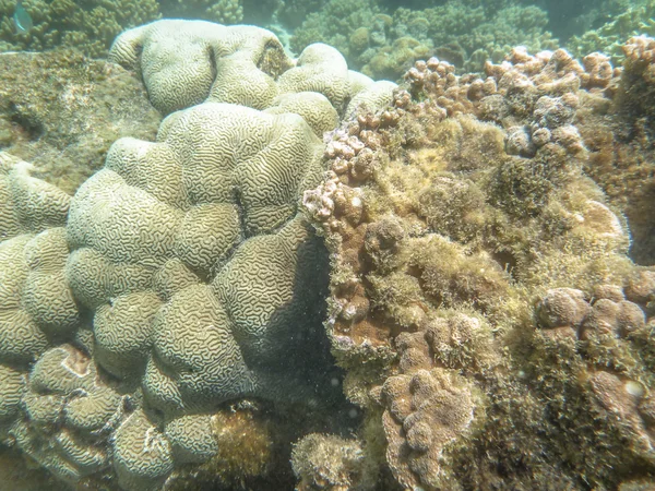 Korallen Stockbild