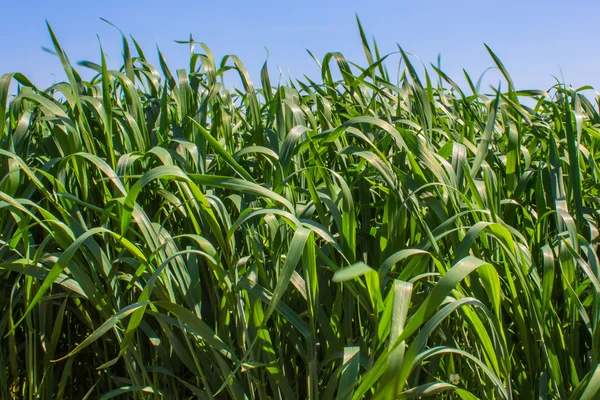 The Green Grass Field — Stock Photo, Image