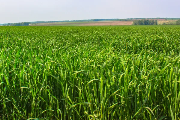 Fältet grönt gräs — Stockfoto