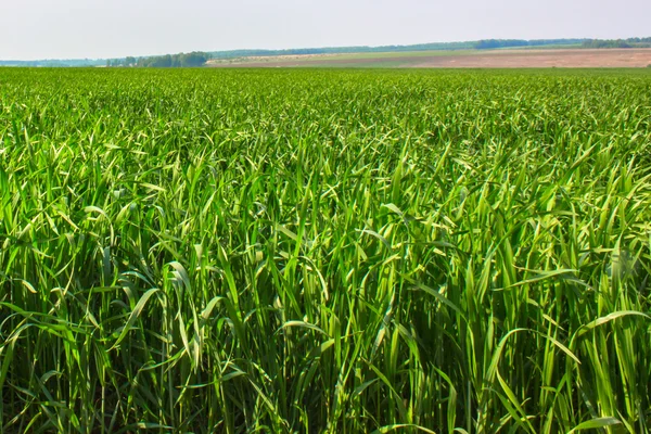 Fältet grönt gräs — Stockfoto