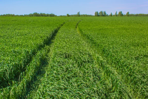 Pole trawa zielony — Zdjęcie stockowe