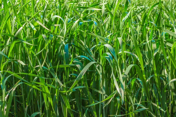 Fältet grönt gräs — Stockfoto