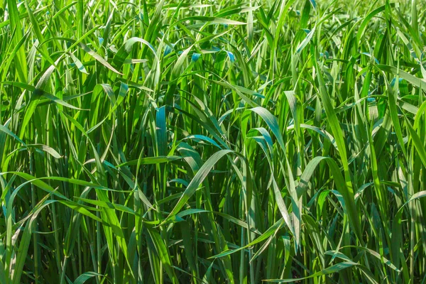 O campo de grama verde — Fotografia de Stock