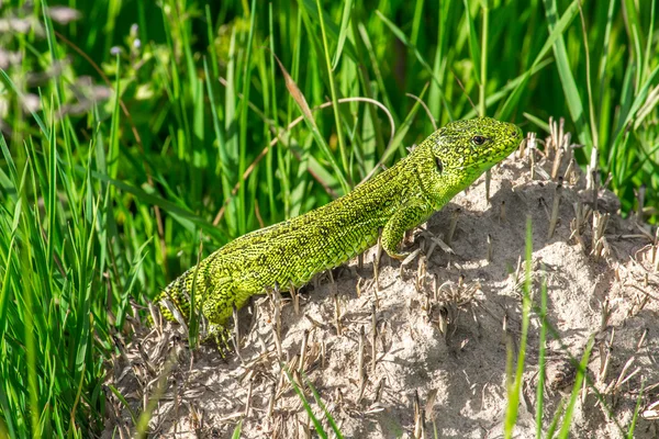 O lagarto — Fotografia de Stock