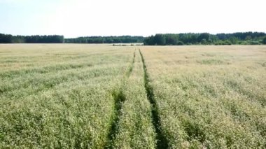 Çiçek açan karabuğday ya da tahıl mahsulleri olan kırsal bir arazide havadan.