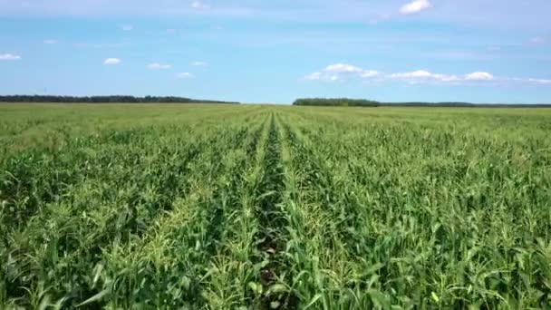 Survoler la culture du maïs dans un champ rural — Video