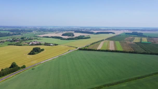 Flygning över raka rader Landsbygdsfält med växande jordbruksgrödor — Stockvideo