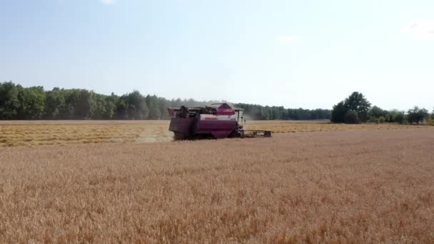 Combineer oogstoogst Tarwe in landbouwgebied in de zomer — Stockvideo