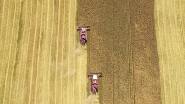 Łączy Kombajny Zbierz dojrzałe uprawy pszenicy na polu wiejskim Aerial Top View — Wideo stockowe