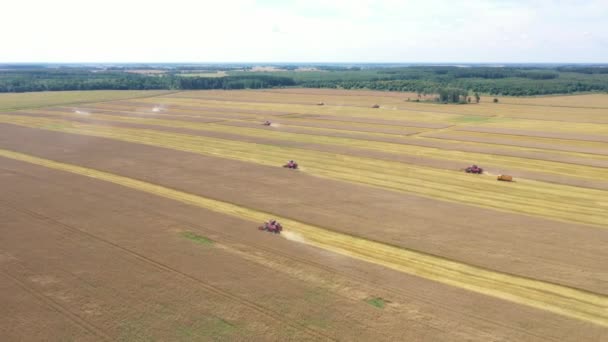 Många skördetröskor skördar grödor på landsbygden — Stockvideo