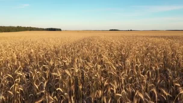 Gyllene fältet av vete i sommarsolnedgången — Stockvideo