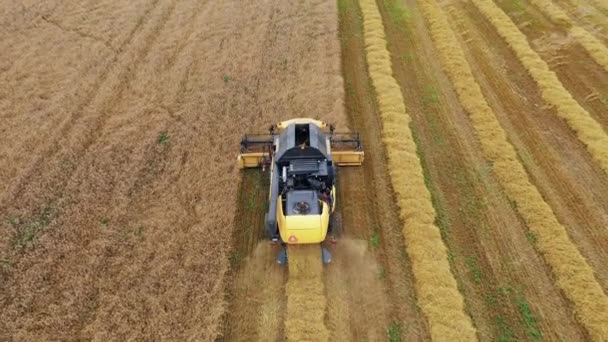 Agricultor em combinar colheitadeira coletando trigo no campo agrícola no dia de verão — Vídeo de Stock
