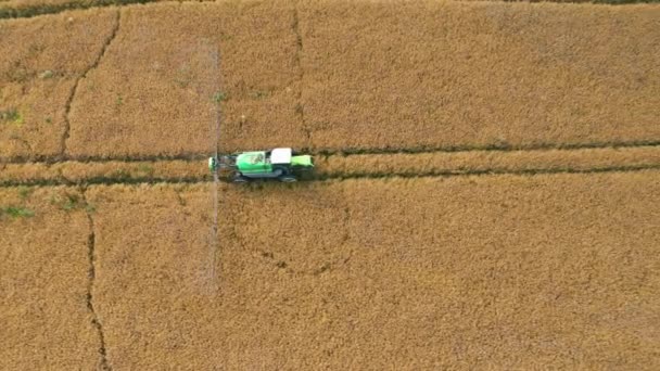 Rural Tractor Spraying Fertilizer Over Agricultural Field Of Growing Rapeseed — Stock Video