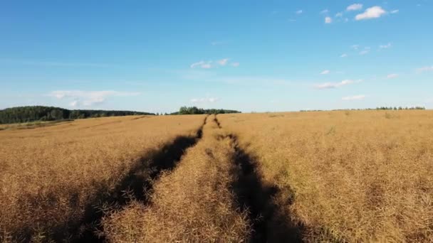 Latanie nad drogą wiejską przechodzącą przez pole rolnicze rzepaku żółtego — Wideo stockowe