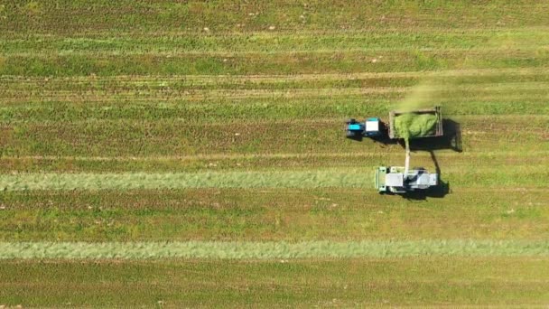 Raccoglitori raccogliere erba Mown dal campo agricolo e versarlo nel trattore rimorchio — Video Stock