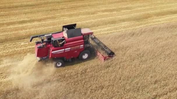 Kombinera skördetröska skörd Spannmål Grödor i jordbruket Flygfoto — Stockvideo