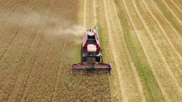 Kombinovat sklizeň pšeničný žito ječmen v zemědělském poli letecký pohled — Stock video
