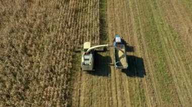 Hava görüntüsü hasat aracının üzerinde toplanıyor mısır tarlasında toplanıyor ve traktör römorkuna dökülüyor.