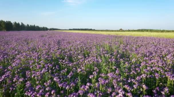 Flying Over Purple Bright Flowers Rostlina na venkově pole — Stock video