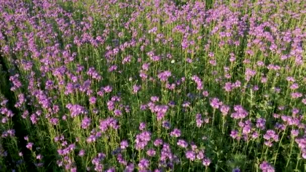 Létající vpřed přes mnoho fialových jasných květin zasazených ve venkovském poli — Stock video