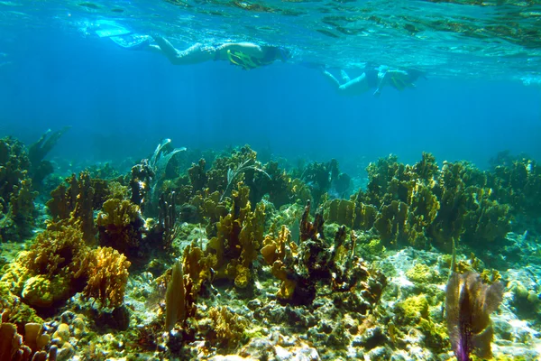 Snorkling — Stockfoto