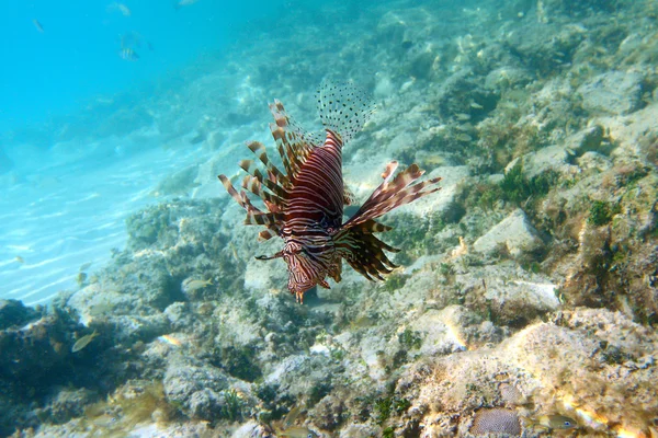 Drakfisk i cayo coco — Stockfoto