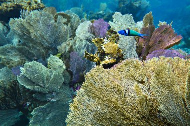 Bluehead wrasse balık renkli deniz yosunu zemin üzerine sığ