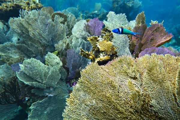 Bluehead wrasse pesce sullo sfondo alghe colorate, poco profondo — Foto Stock