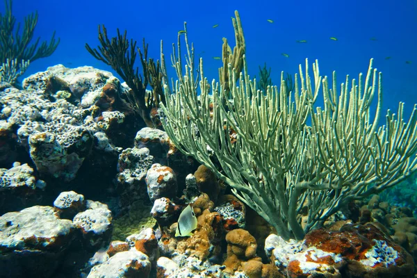Encrusting a háttérben kék víz, víz alat Szúró coral — Stock Fotó