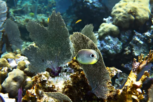 Pesce farfalla Foureye, colpo subacqueo, messa a fuoco superficiale — Foto Stock