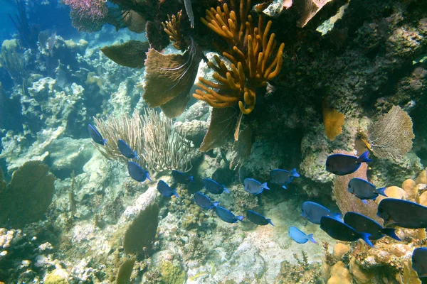 A school of blue tang fishes on the seaweed background, shallow — Stock Photo, Image