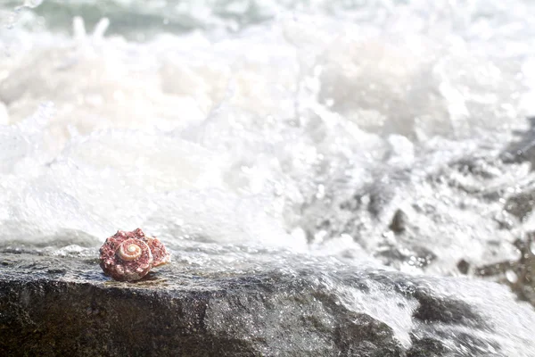 Sea shell on beach in waves, shallow focus — Stock Photo, Image