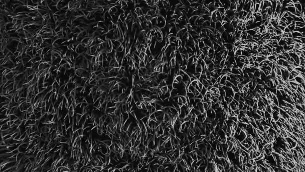 草根毛绒毛质感元素挥动着卷曲的背景 黑色和白色的 面膜很容易覆盖和复色 俯瞰近景 — 图库视频影像