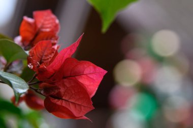 Bulanık benekli arkaplanı olan lilas rengi bir çiçek