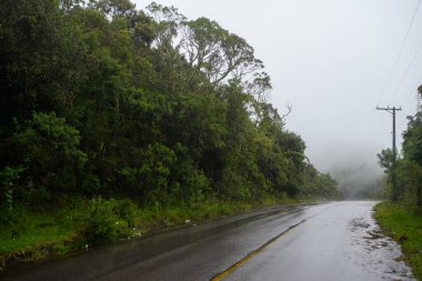 Sis gününde merkez şeridi gösteren ağaçlarla çevrili bir yol.