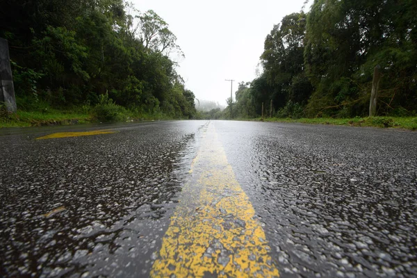 Camino Rodeado Árboles Que Muestran Franja Central Día Niebla — Foto de Stock