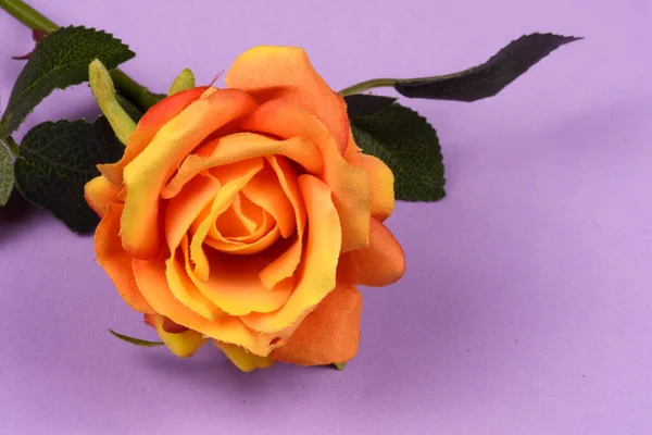 Flor Rosa Artificial Fundo Lilás — Fotografia de Stock