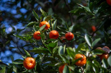 Portakal ağacı, C vitamini, Seçici Odaklanma