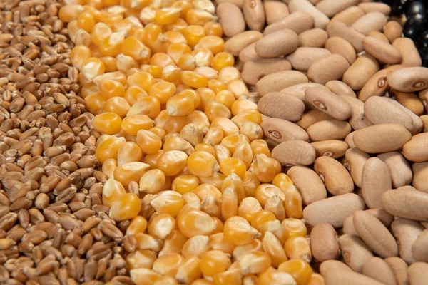 Colección Diferentes Variedades Cereales Semillas Secas Comestibles Ejemplos Fuentes Fibra — Foto de Stock