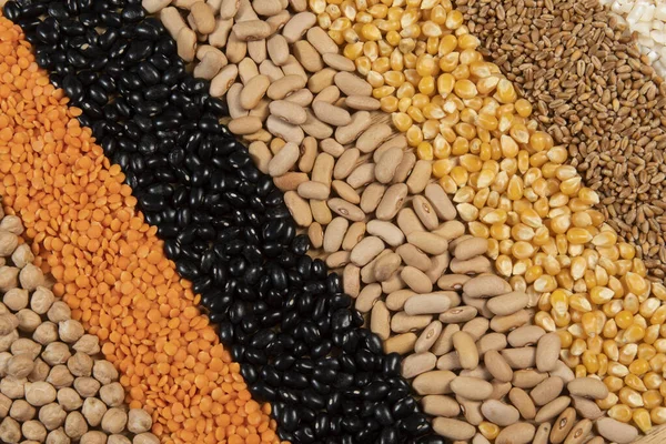 Colección Diferentes Variedades Cereales Semillas Secas Comestibles Ejemplos Fuentes Fibra — Foto de Stock