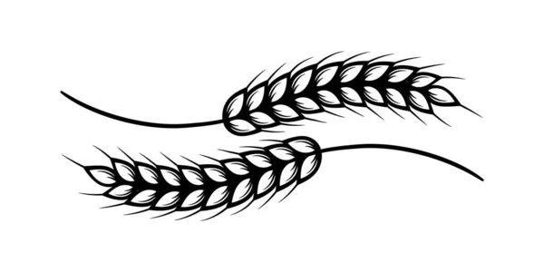 Due spighe di grano isolate su bianco. Illustrazione vettoriale. — Vettoriale Stock