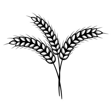 Buğday kulakları beyaz arka planda izole edilmiş. Tasarım için vektör ögeleri